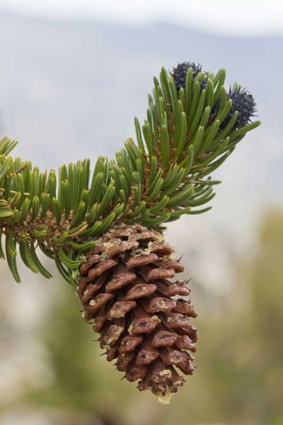 California, Inyo NF Bristlecone tree pine cone
